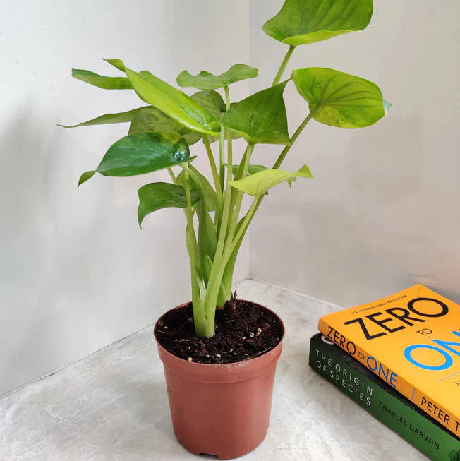Alocasia Coculata Indoor Plant